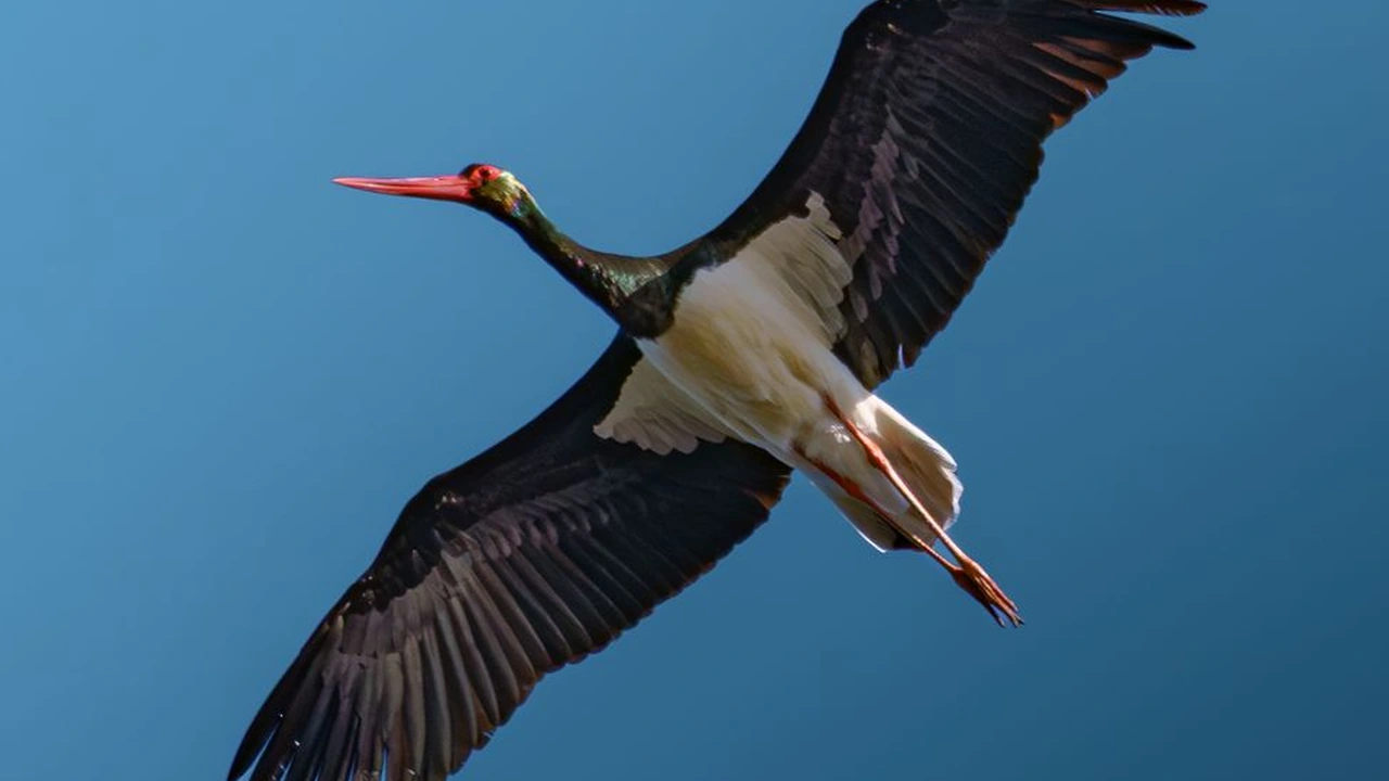 呱呱视频社区是什么，主要功能与使用注意事项说明