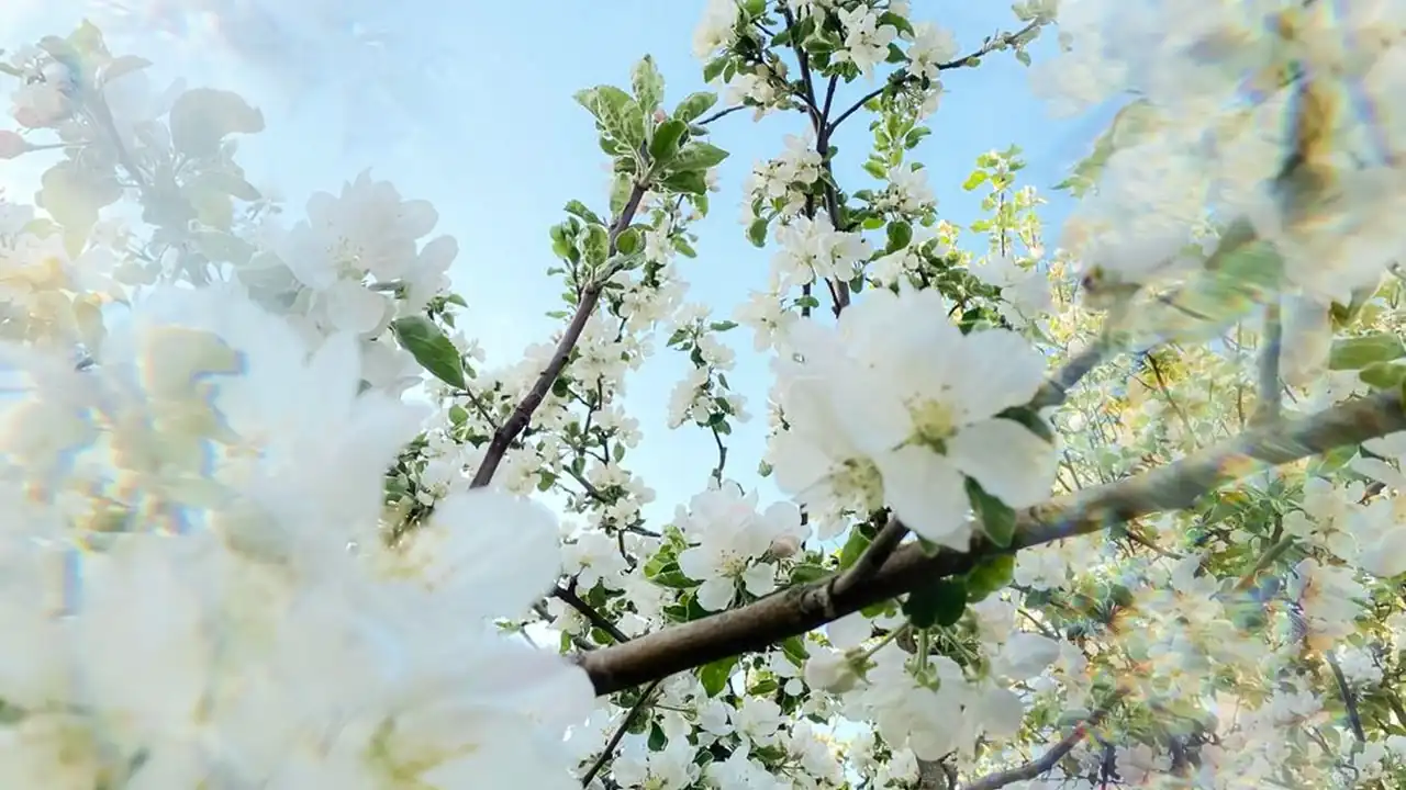 侯钧芬头像