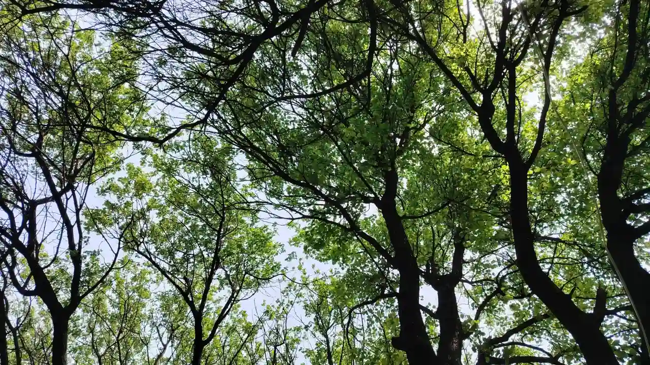 开心播四房五月天电影的观看方式与常见问题解析